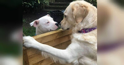 La historia de amor entre un Golden Retriever y el Staffordshire Terrier vecino