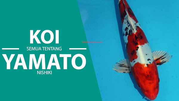 Si Mewah Yamato-Nishiki: Jenis Ikan KOI yang Paling Banyak Diburu Para Penghobi