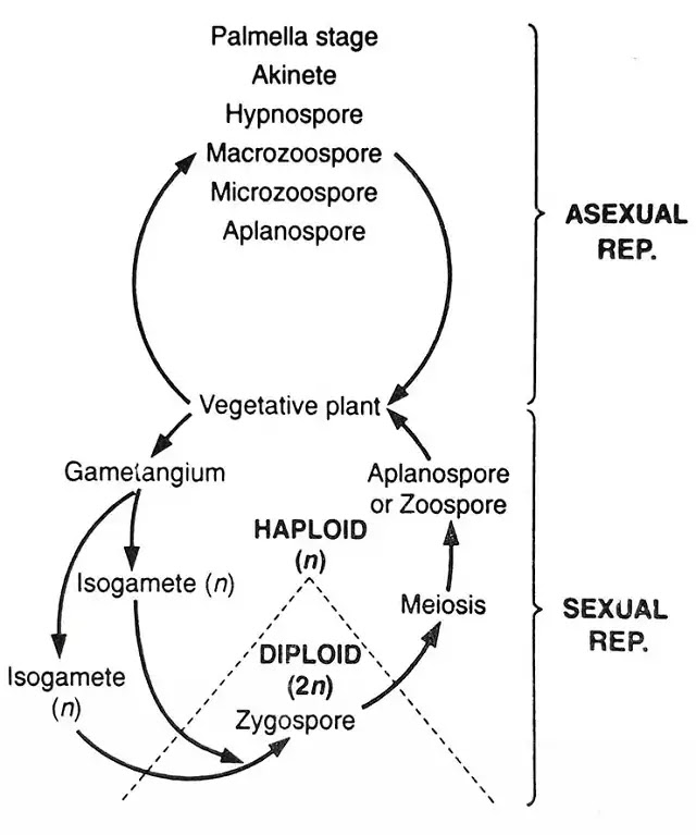 यूलोथ्रिक्स में जनन (Reproduction in Ulothrix):Vegetative,Asexual,Sexual|Hindi