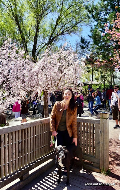 {Erin Out and About} Sakura in Kariya Park