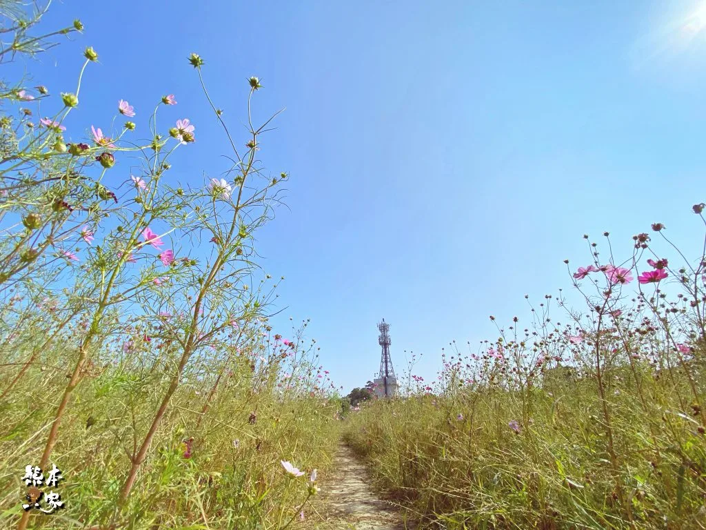 佳園路三段99巷花海｜北大南園里花海｜新北樹林景點~附最新詳細路標指引