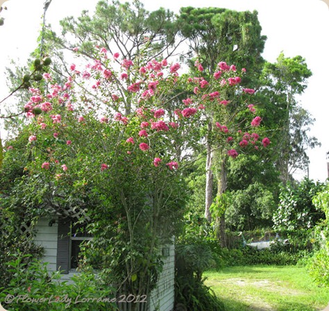07-22-crepe-myrtle-2