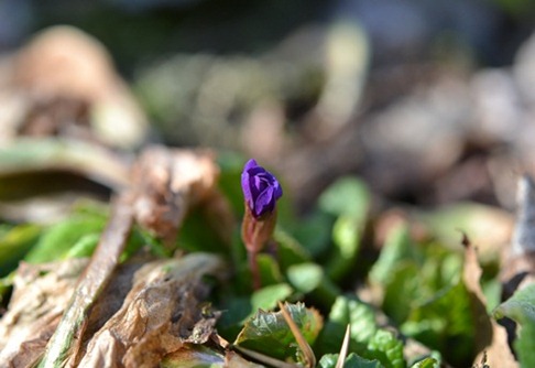 4 primula