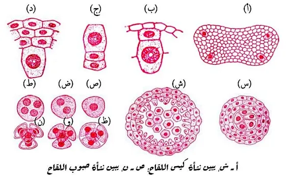 نشأة الكيس الجميني ونشأة حبة اللقاح
