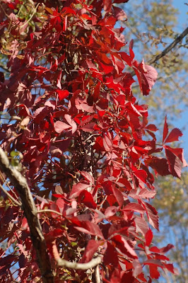 Red Virginia creeper leaves