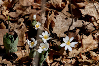 mid-April bloodroot