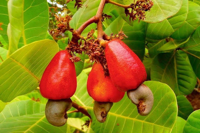 Анакардиум западный / Кешью (Anacardium occidentale)