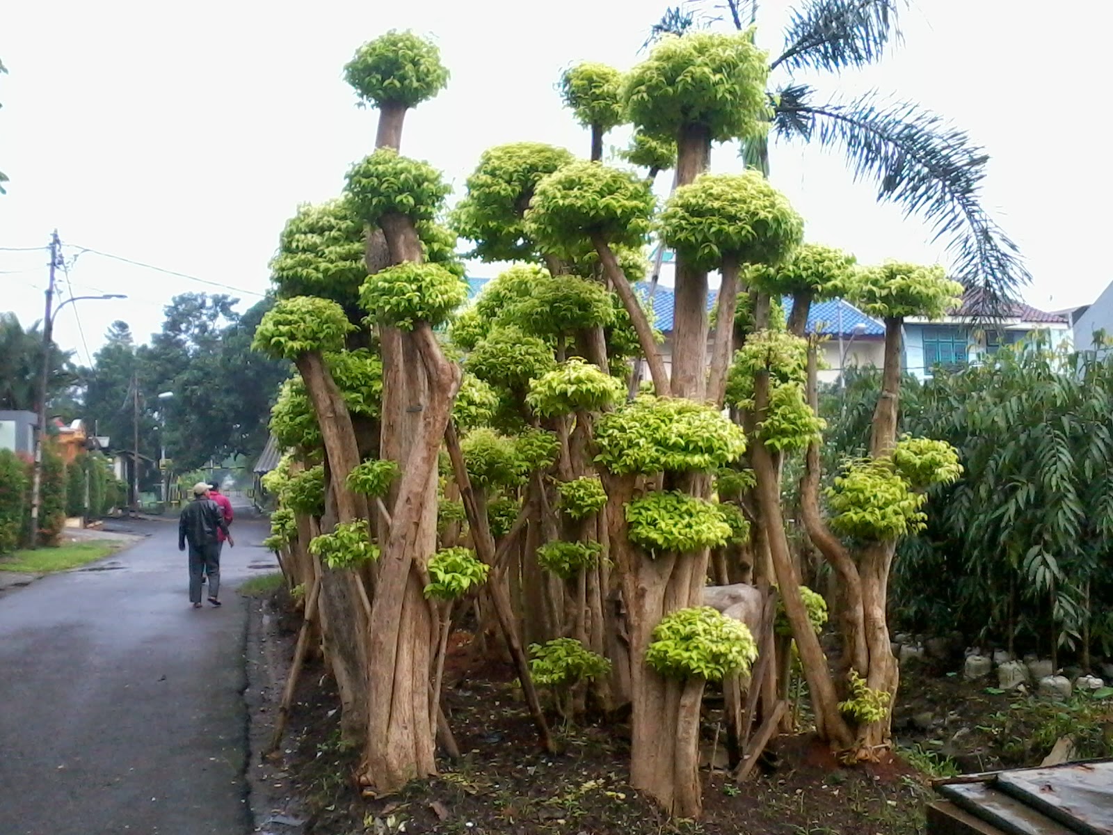 PUSAT TANAMAN HIAS DEPOK PENJUAL POHON HIAS BONSAI 