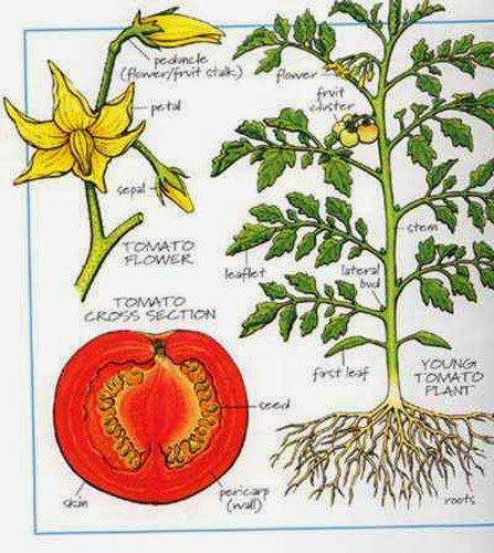 Các bệnh phổ biến trên cây cà chua