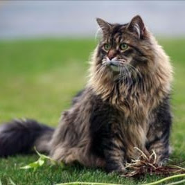 maine-coon_associazione_mammagatta