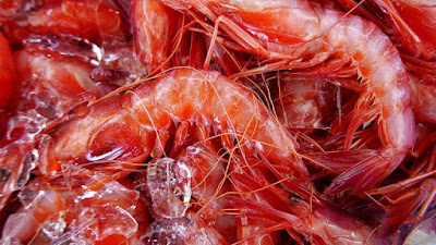 Red shrimps exporters India