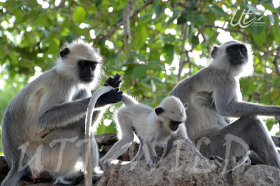 Manas National Park