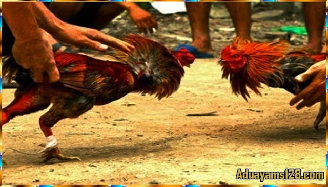  Khasiat Telur Puyuh Untuk Ayam Bangkok Petarung