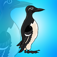 Play Games2Jolly Guillemots Bi…