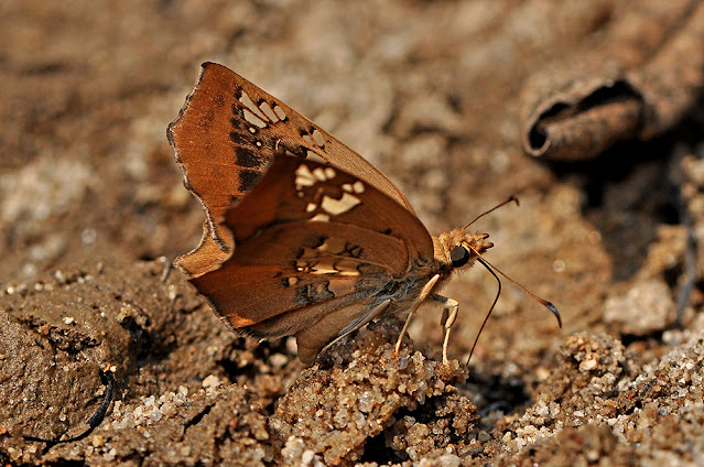 Tapena vasava the Tawny Angle