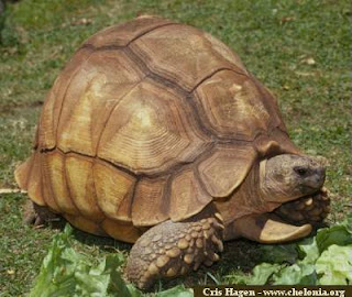 ploughshare tortoise