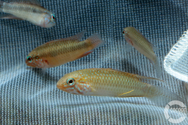 Apistogramma lineata (Rio Atabapo)