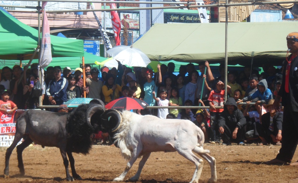 Adu Domba Garut lapangan IBC di samping Ramayana (MAL GARUT)