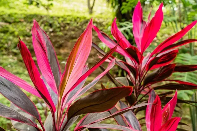 Coqueiro-de-vênus ou Cordyline fruticosa Fiteira, Lírio-palma, Cordiline-verde, Cordiline, Dracena, Peregum, Peregum-roxo