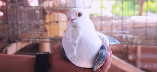 fancy kobutor palon| fancy pigeons