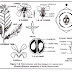 Cruciferae (Brassicaceae) | Family Description | Biology - HSEB Notes