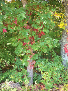 Leaves changing color