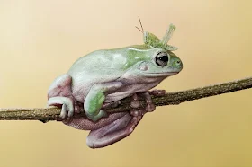 funny frogs pictures