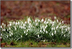 Bradgate Park - Persistent rain