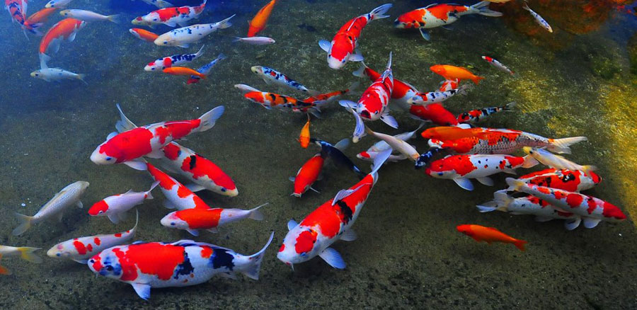 Lagu Tema Binatang Berjudul Ikan Dalam Kolam Mengembangkan Sains AUD
