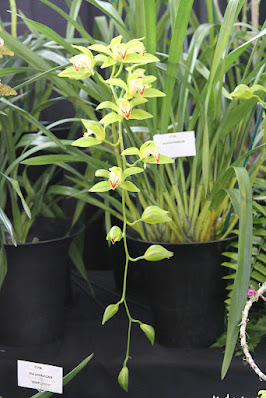 Cymbidium hookerianum - Hooker's Cymbidium care and culture