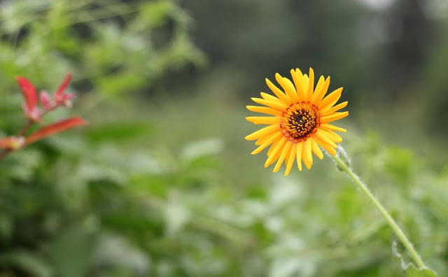 Cape Daisy Flowers Pictures