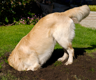 Golden retriever dog digging in the grass