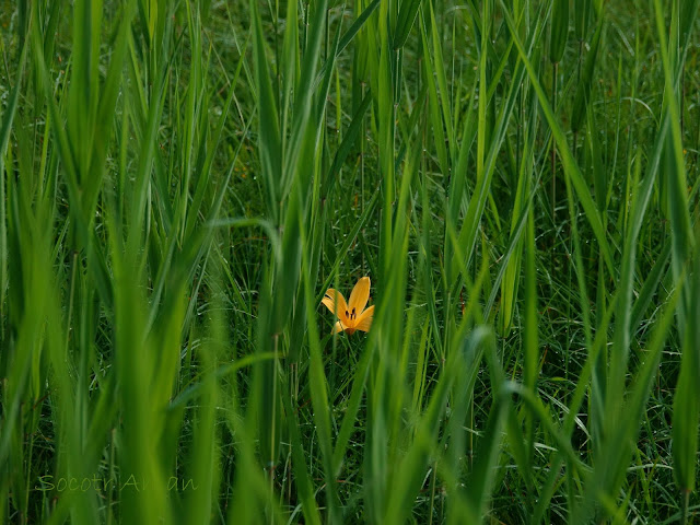 Hemerocallis esculenta