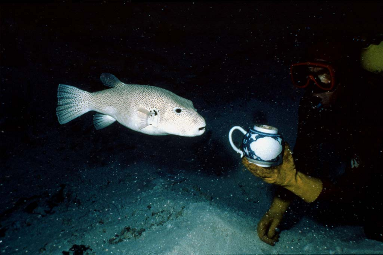 curious pufferfish swims towards a blue and white teapot during the excavation of the Griffin