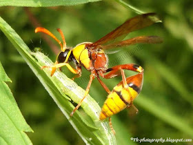 Potter Wasps