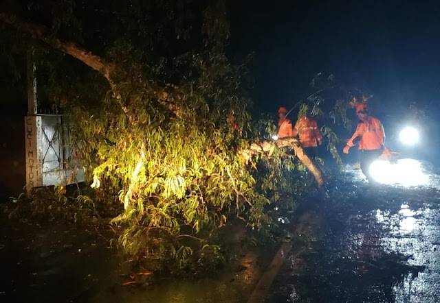       Pohon Tumbang Di Desa Antiga Manggis Akibatkan Lakalantas