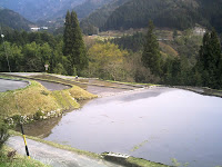 山郷の水田