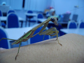 insect, mantis, cute, praying