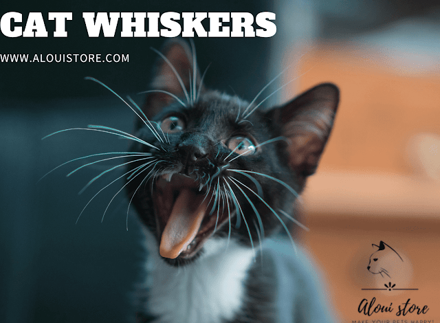 Cat Whiskers