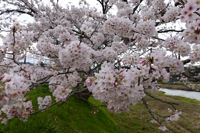 鳥取県西伯郡南部町法勝寺 法勝寺川沿いの堤防道路