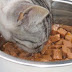 Raw Cat Food - Why It's the Best Diet For Your Cat, and What Are the Trade-offs For You