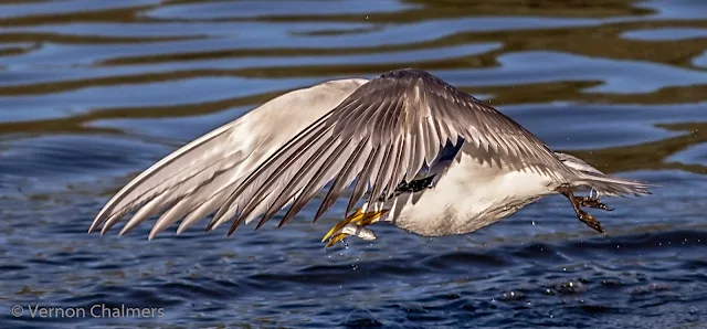 Swift Tern in Flight (with fish) - Milnerton Lagoon / Woodbridge Island, Cape Town