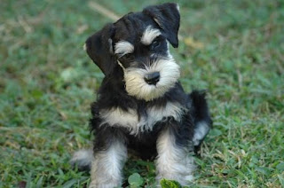 Miniature Schnauzer Puppy