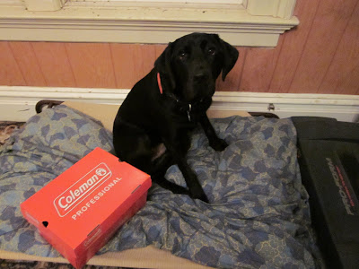 Dagan sitting on his dog bed with a shoe box