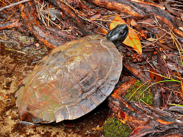 Heosemys spinosa, Spiny Turtle, เต่าจักร