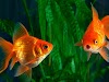 Cómo preparar el acuario de un Goldfish