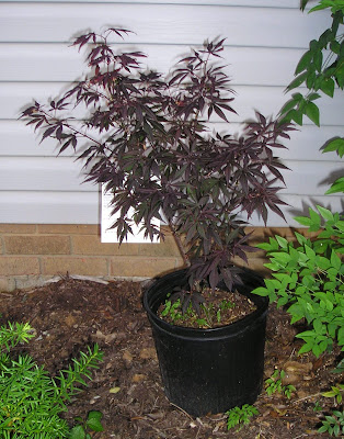 japanese maple dwarf trees. japanese maple dwarf. japanese