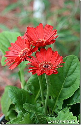 Gerber_Daisy_Red