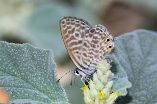 mariposa-gris-estriada-leptotes-pirithous-hembra