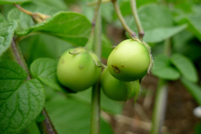 Adirondack Blue Potato Fruit